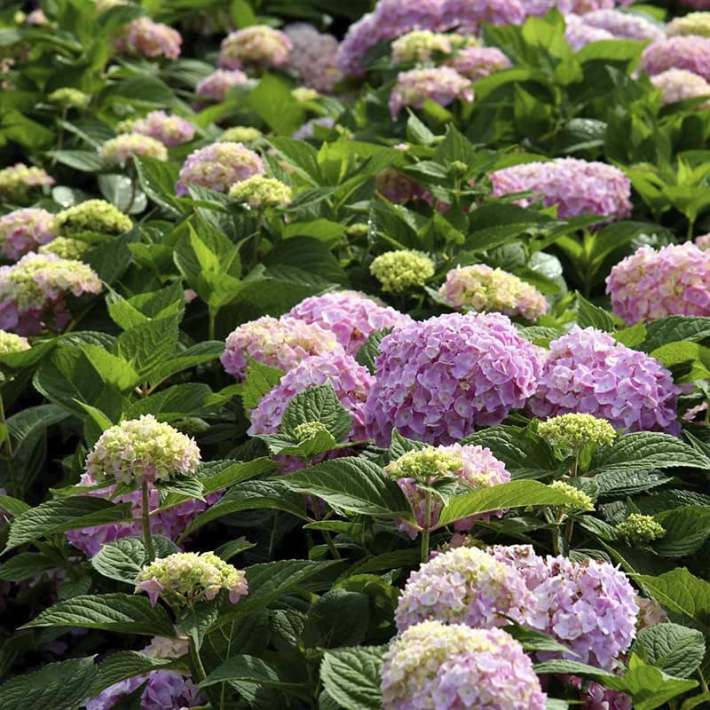 Endless Summer Hortensia