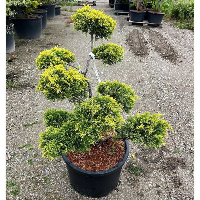 Ene Kinesisk (Juniperus media 'Golden Saucer') Bonsai 80-90 cm