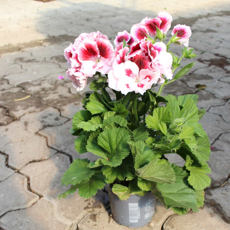ENGELSK PELARGONIE LYSERØD/HVID MUANCER