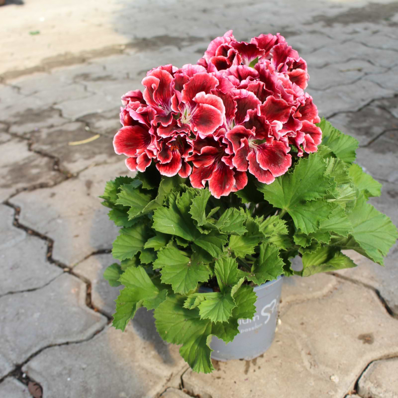 rødlig nuancer engelsk pelargonie
