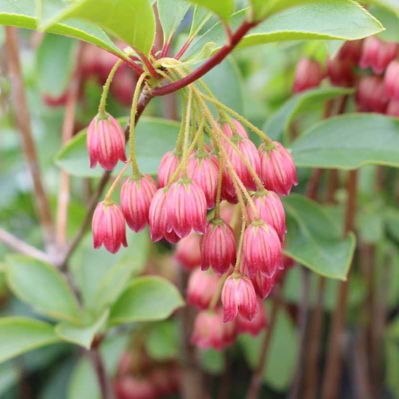 Pagodebusk red bells blomst