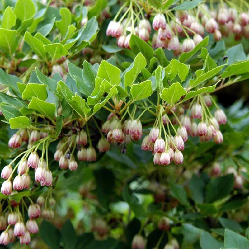 Enkianthus campanulatus