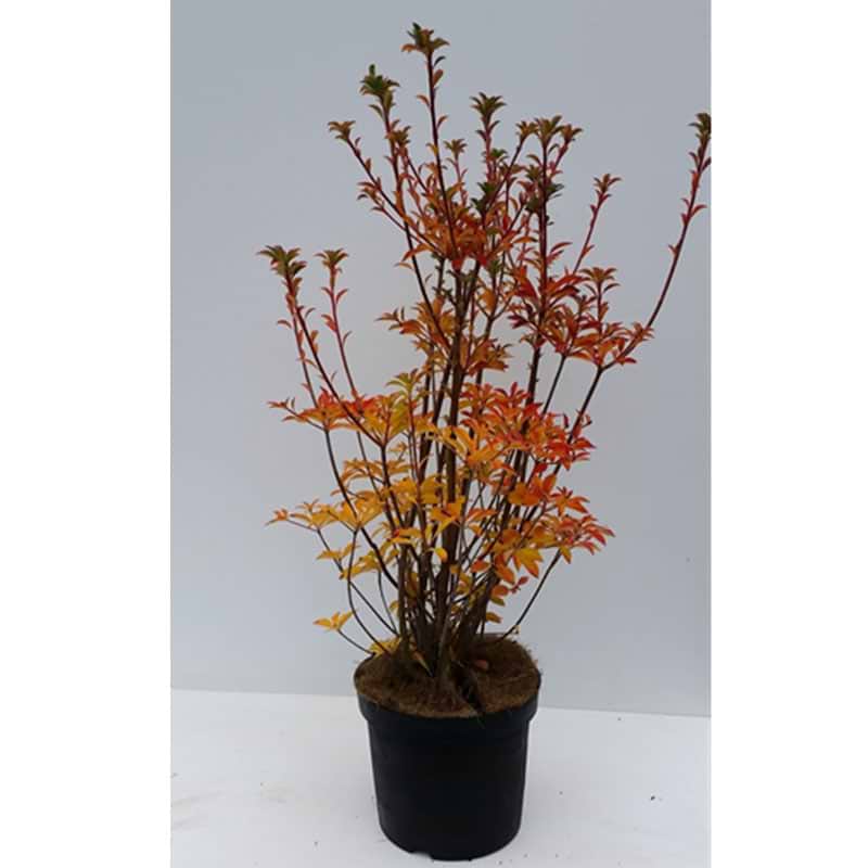 Pagodebusk Enkianthus