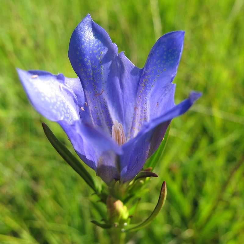 Ensian Gentiana dahurica
