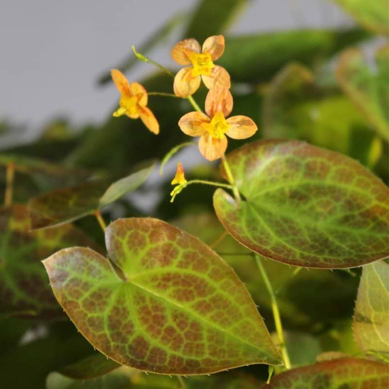 Bispehue (Epimedium warleyense 'Orange Queen') Potte 10 cm