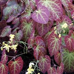 Bispehue (Epimedium perralchicum 'Frohnleiten') 
