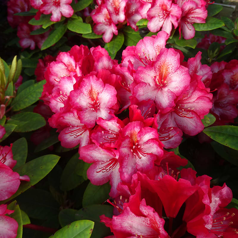 Rhododendron Erdbeerkuss