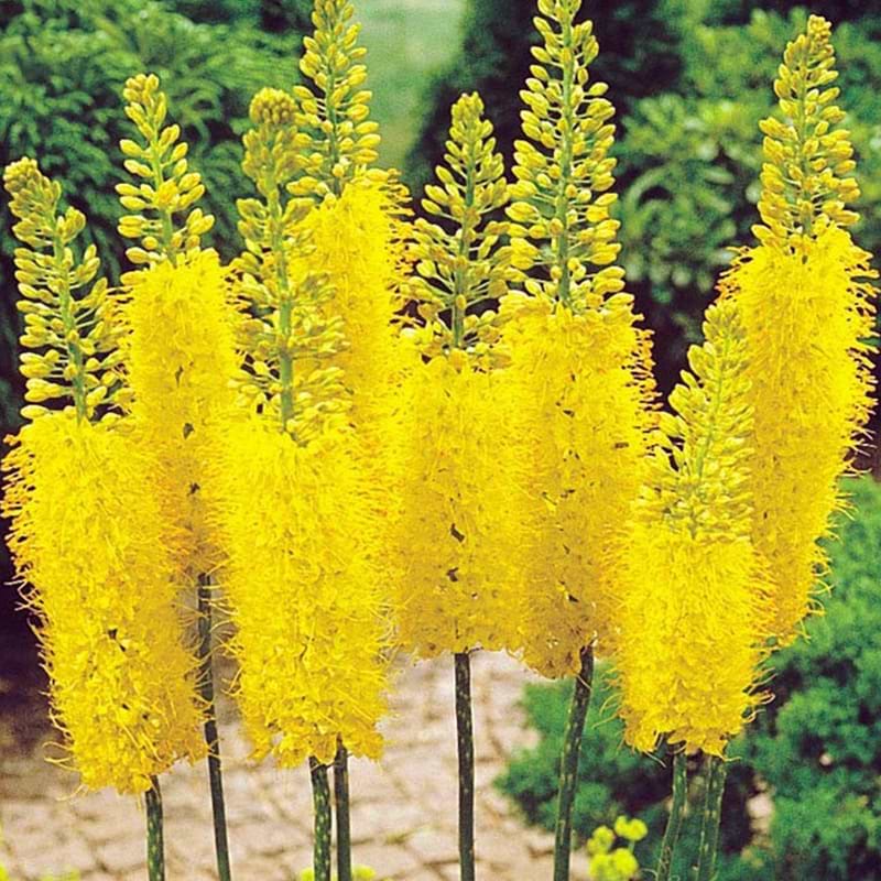 Eremurus blomst