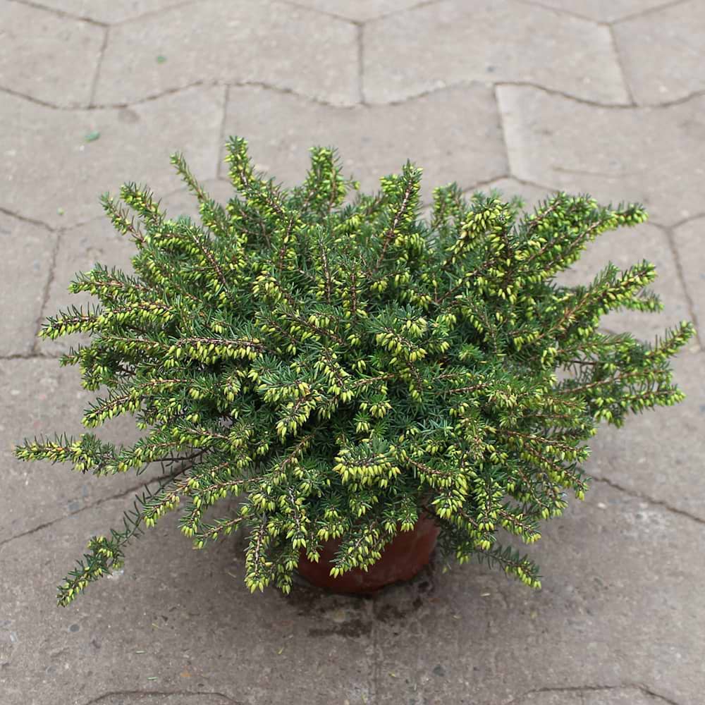 Krukkelyng (Erica Darleyensis) 