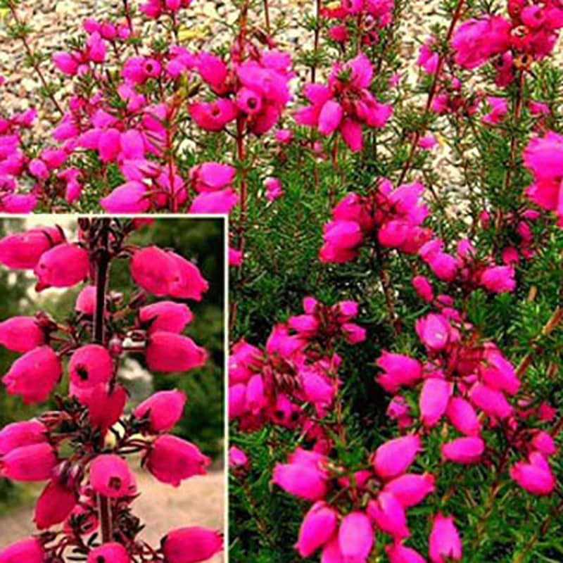 Grålyng pink