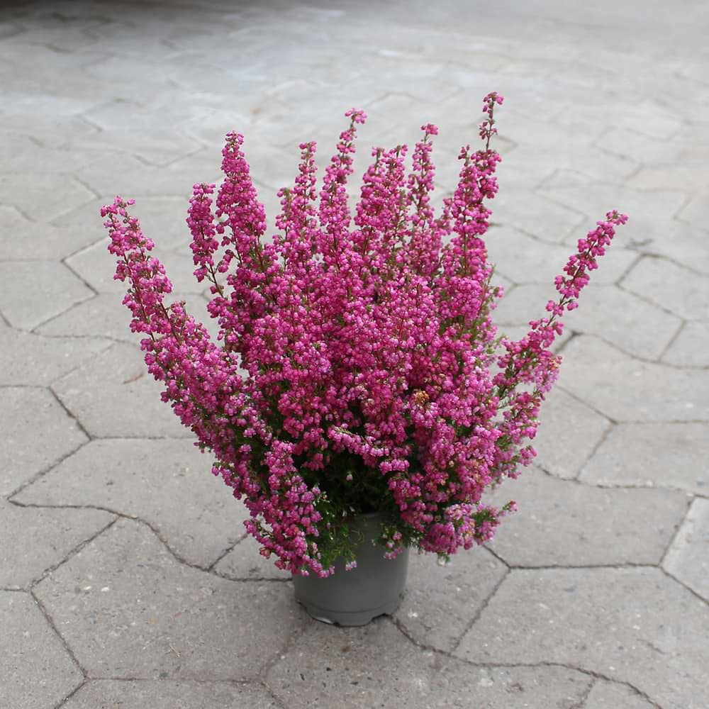 Erica gracilis