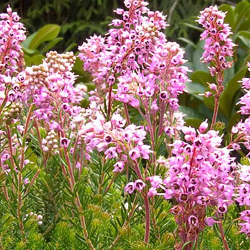 Grålyng Balkan rose