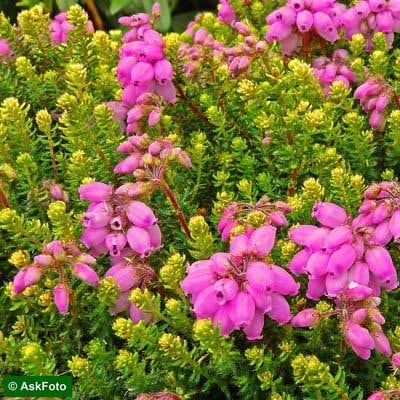 Forårslyng (Erica x stuartii 'Irish Orange')