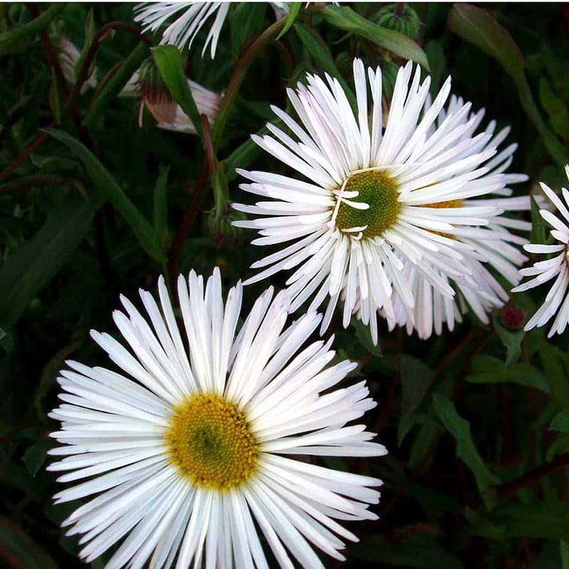 Bakkestjerne Erigeron hybrid