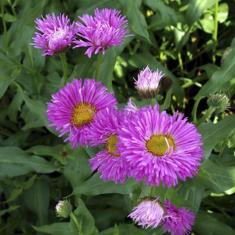 Bakkestjerne blomst