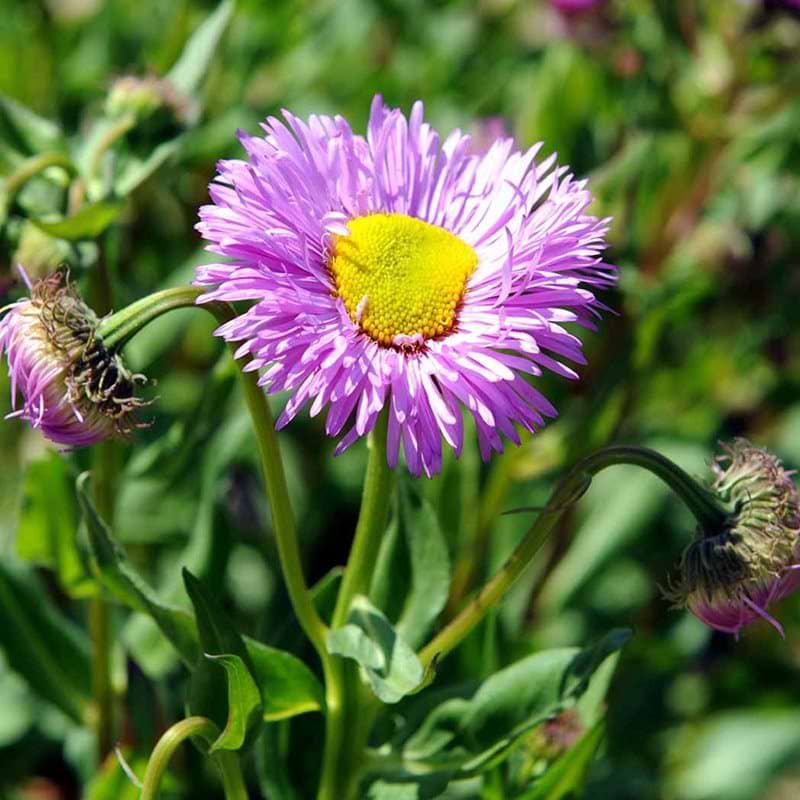 Bakkestjerne Erigeron speciosus Rosa Juwel lilla