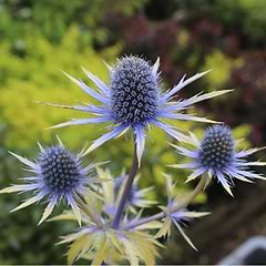 Mandstro (Eryngium 'Neptune's Gold') 9 cm
