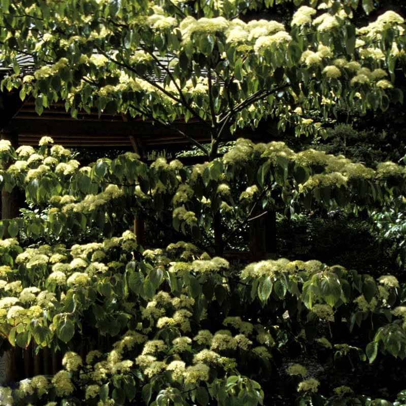 cornus 