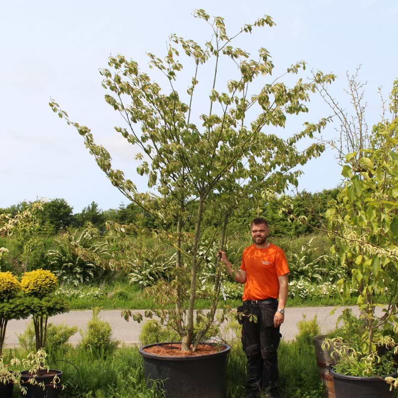 Etagekornel (Cornus controversa) Flerstammet 
