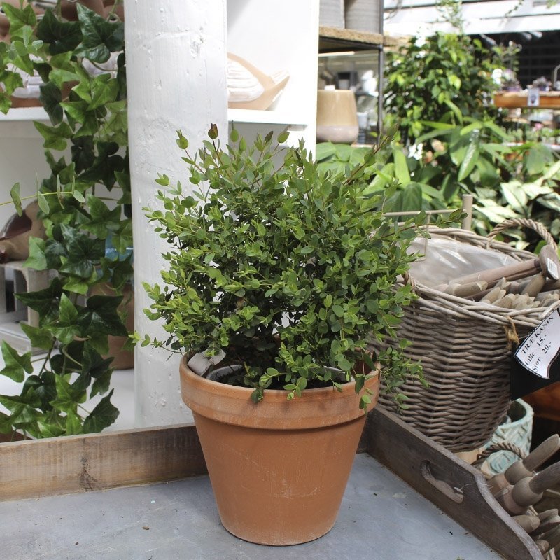 Eucalyptus France Blue i krukke