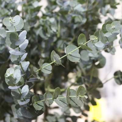 Eukalyptus gunni