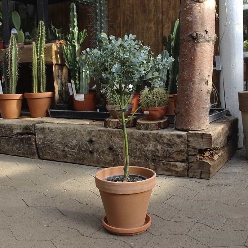 eukalyptus