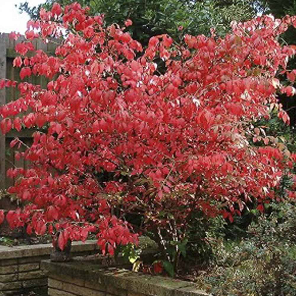 Vinget benved (Euonymus alatus) 40-70 cm
