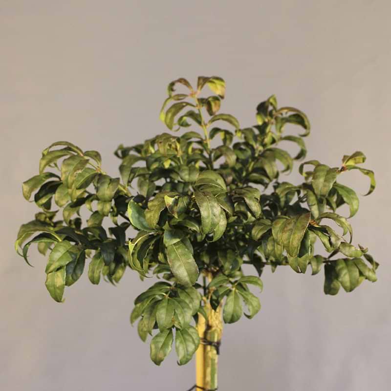 Euonymus alatus Compactus opstammet