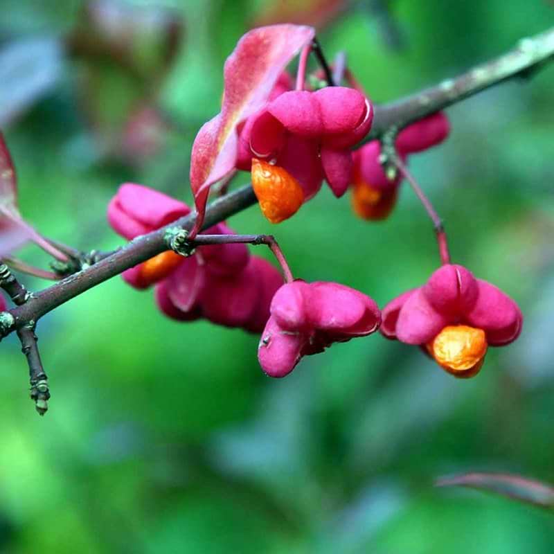 Euonymus europaeus Red Cascade blomst