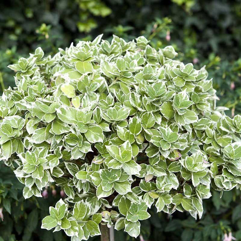 Krybende benved Emerald Gaiety