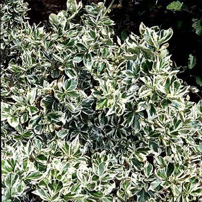 Krybende Benved (Euonymus fortunei 'Emerald Gaiety')