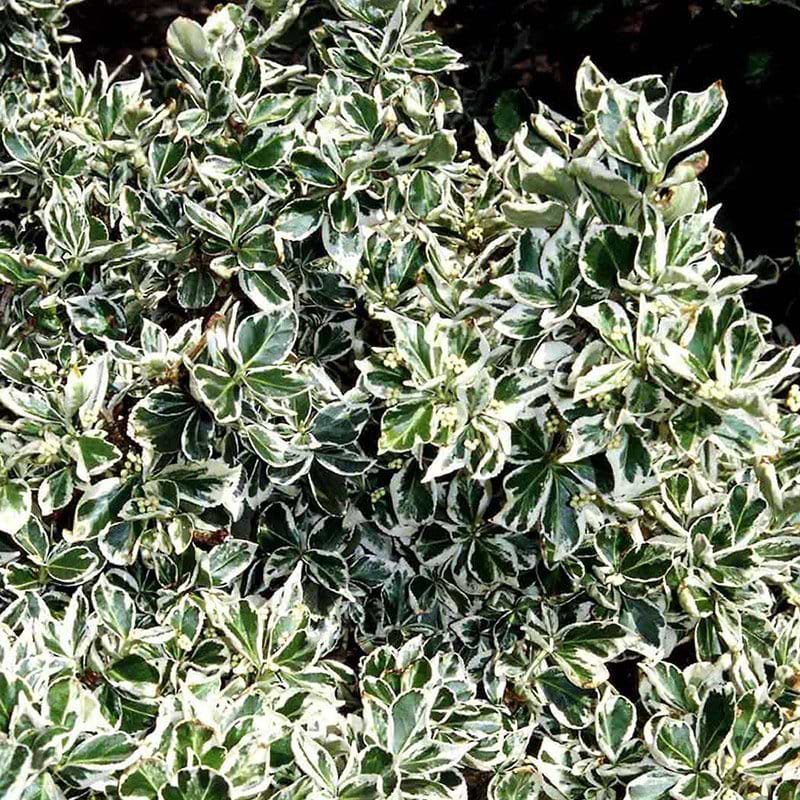 Euonymus fortunei Emerald Gaiety