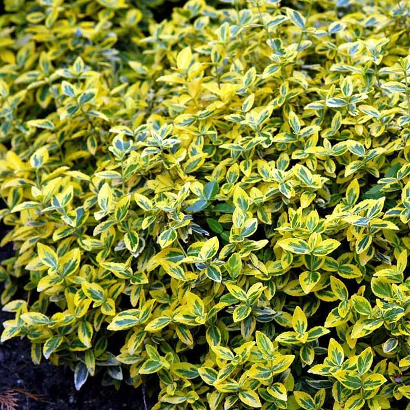 Krybende benved Emerald N' Gold busk