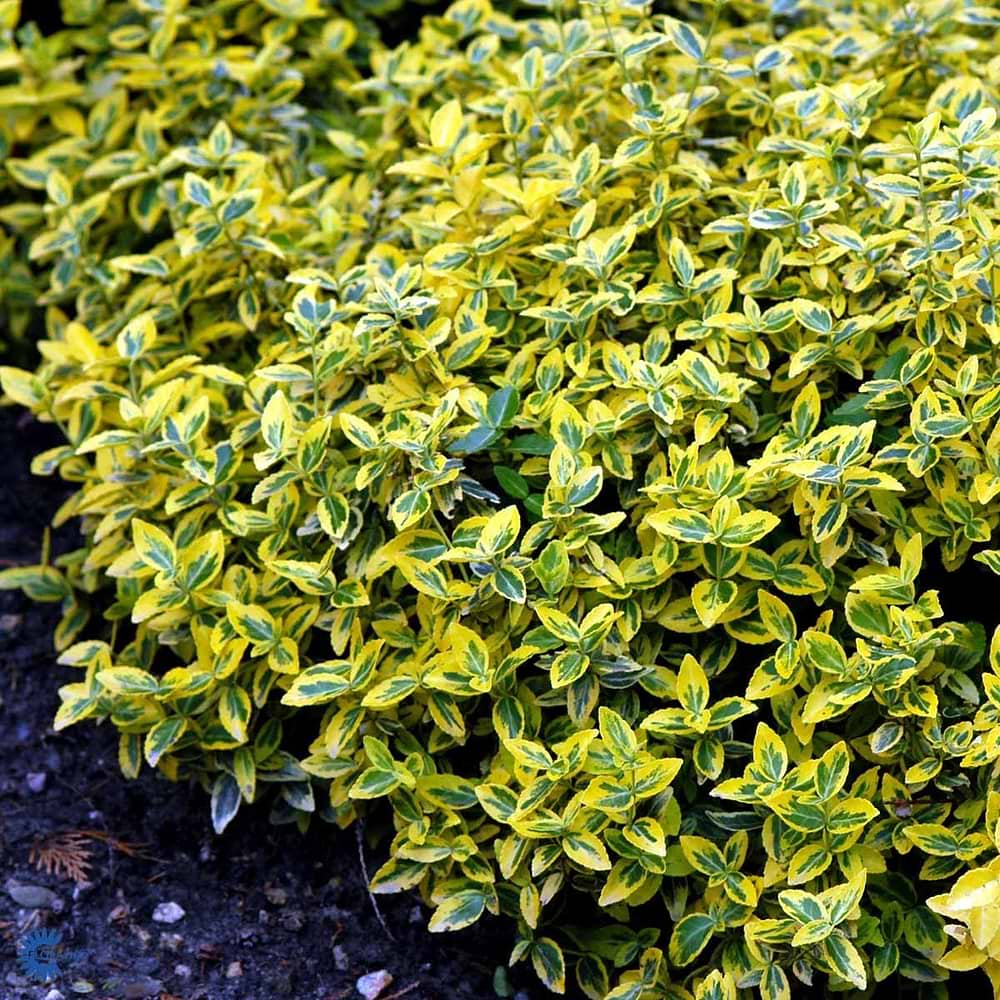 Krybende benved (Euonymus fortunei 'Emerald 'N' Gold') 9 cm Potte