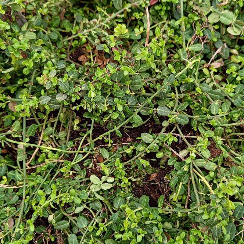 Euonymus fortunei Minimus