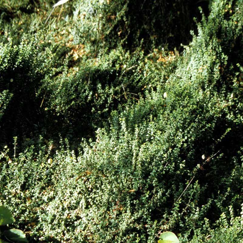Euonymus fortunei Minimus