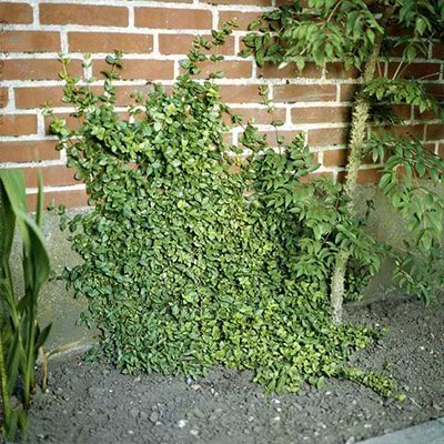 Krybende benved (Euonymus fortunei 'Nyrans')