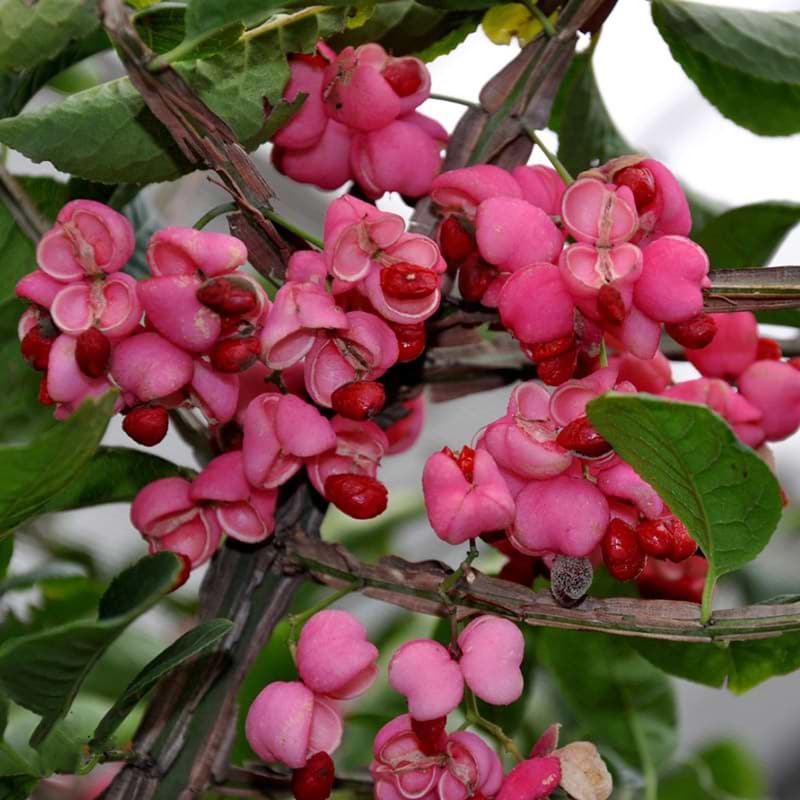 Lyserøde blomster