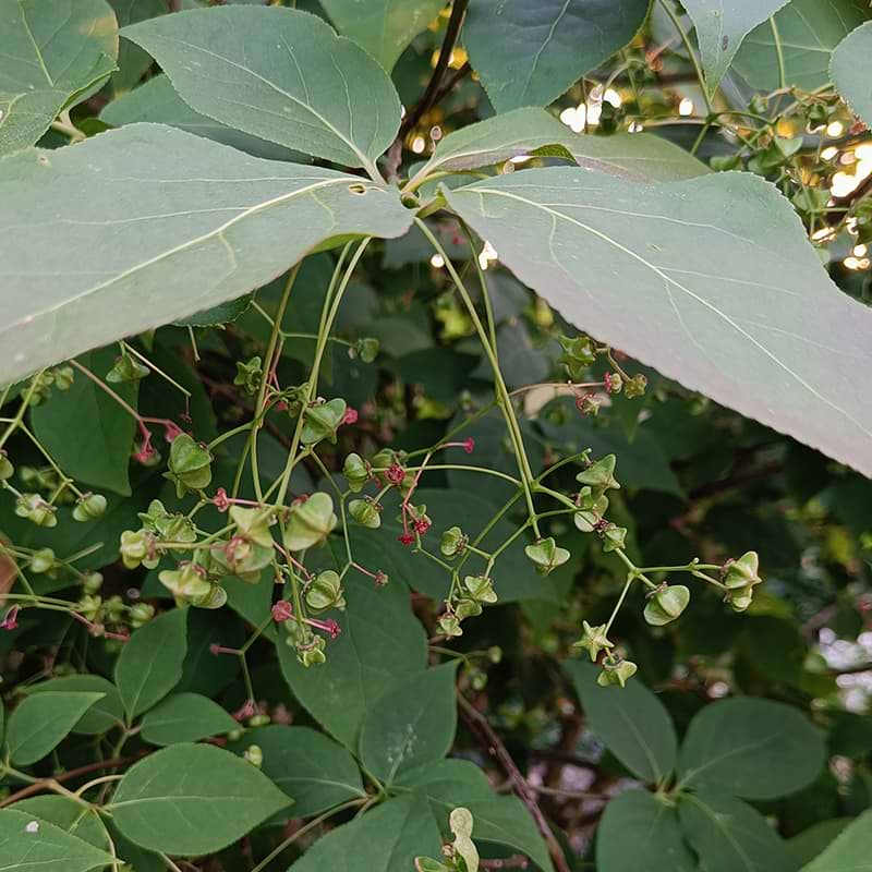 EUONYMUS PLANIPES