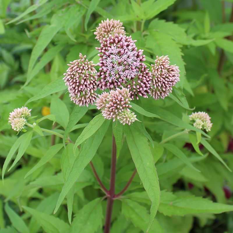 Hamp-Hjortetrst (Eupatorium cannabinum)