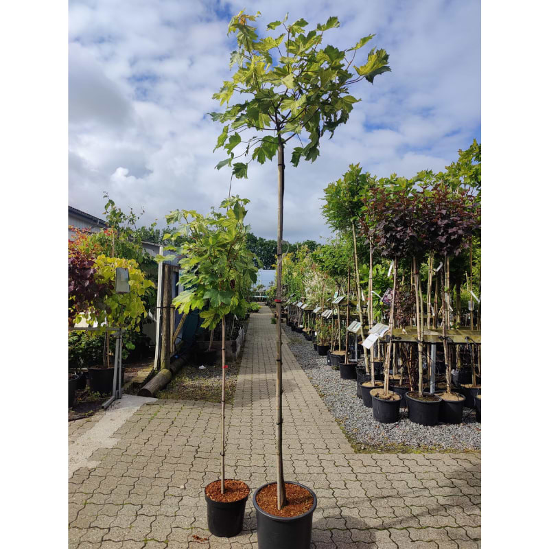 Broget Ahorn (Acer pseudoplatanus 'Hermitage') Opstammet 200 cm OH 8-10 cm