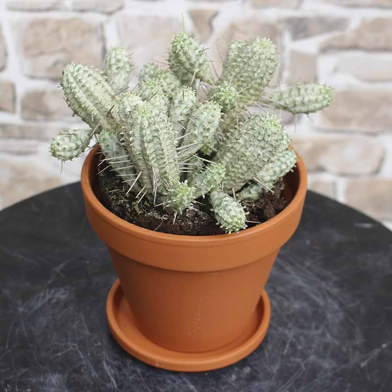 Kaktus Euphorbia Mammillaris