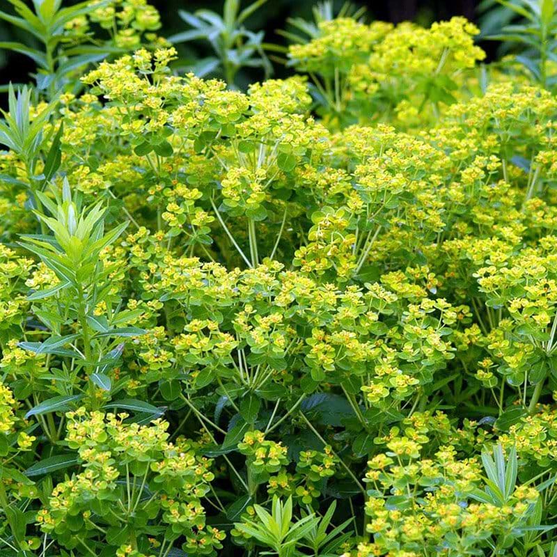 Euphorbia palustris