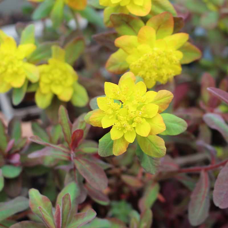 Vortemælk (Euphorbia polychroma 'Bonfire' )