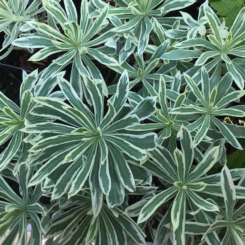 Middelhavsvortemælk Euphorbia char. Tasmanian Tiger