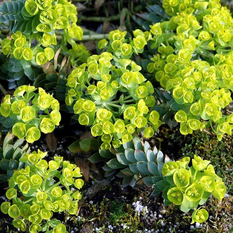 Blågrøn vortemælk blomst