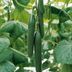 Dansk Agurkeplante almindelig agurk - Slange agurk