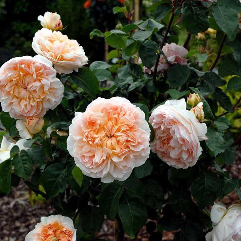 Engelsk rose Evelyn