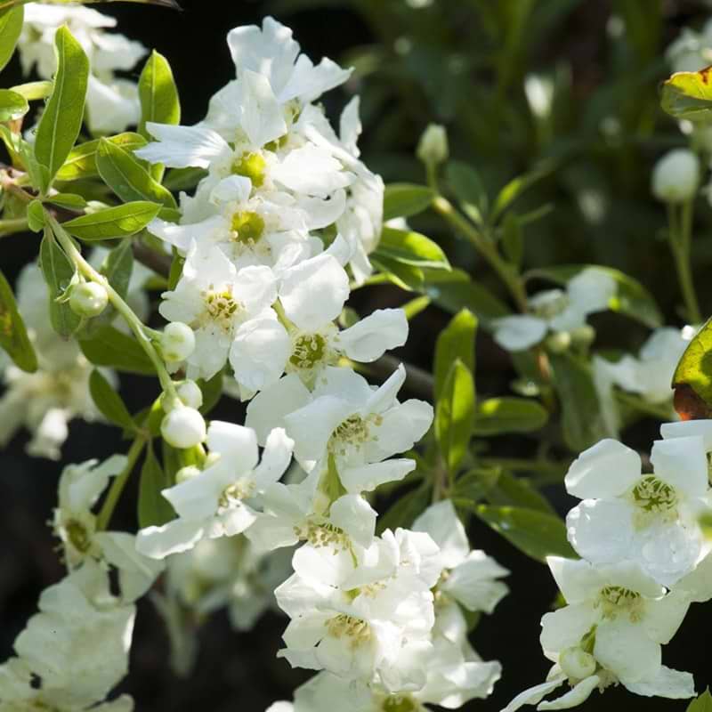 Perlebusk med hvide blomster