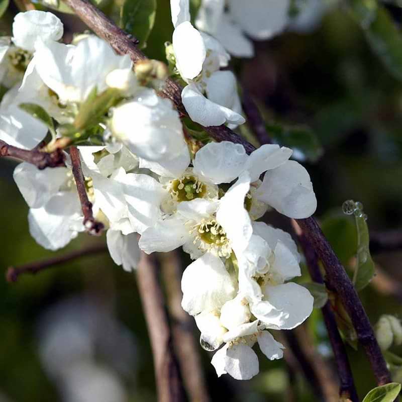 Perlebusk the bride blomst